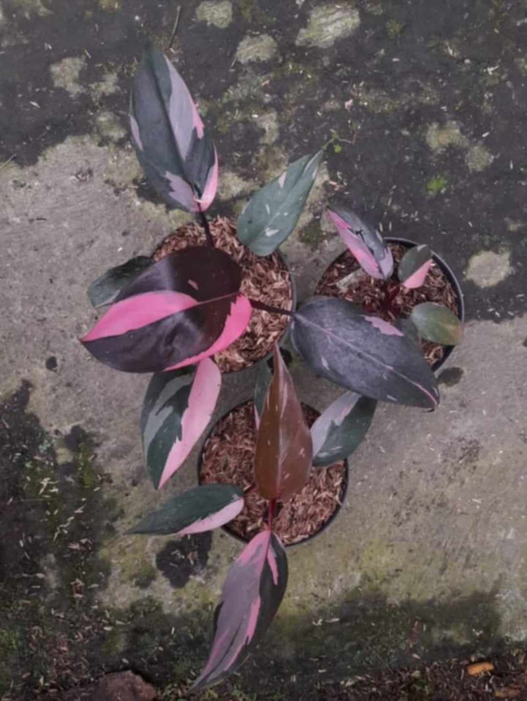 IMPORT- Black Cherry 🍒 Pink Princess Philodendron (No Import Permit Required, We use ours)