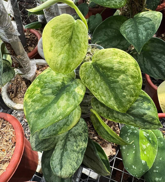 IMPORT- Scindapsus Silver Knight Auera Variegated (No Import Permit Required, we use ours for you!)