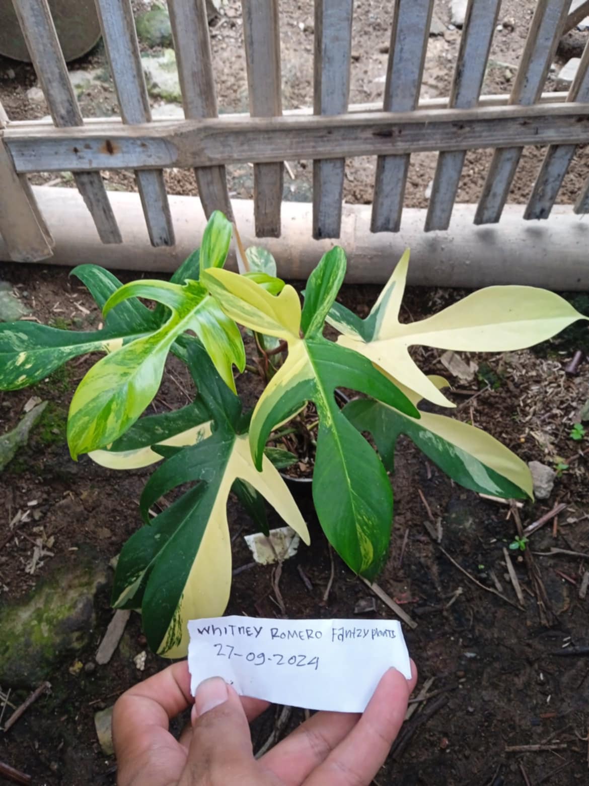 IMPORT- Variegated Philodendron Florida Beauty (No Import Permit Required, we use ours for you!)