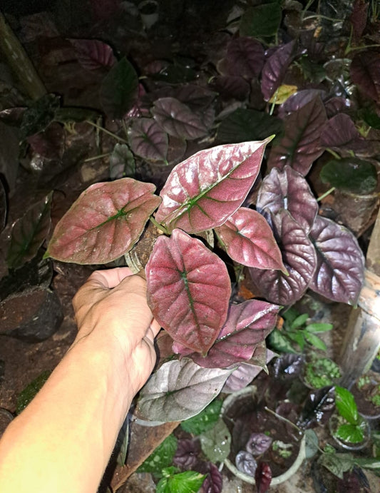 IMPORT- Alocasia Red Infernalis sp Borneo (No Import Permit Required, We use ours)