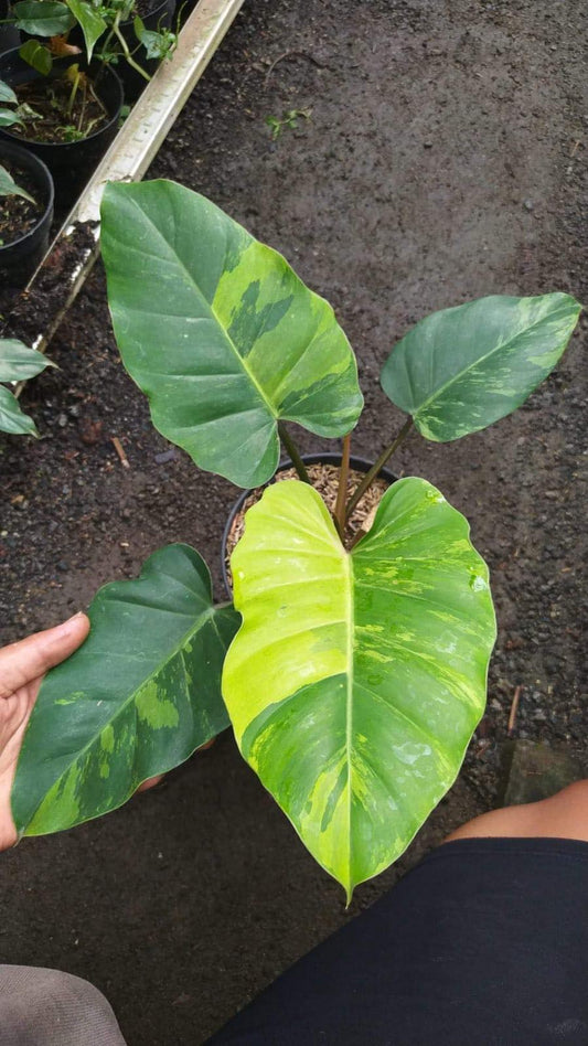 IMPORT- Philodendron Jungle Fever (No Import Permit Required, we use ours for you!)