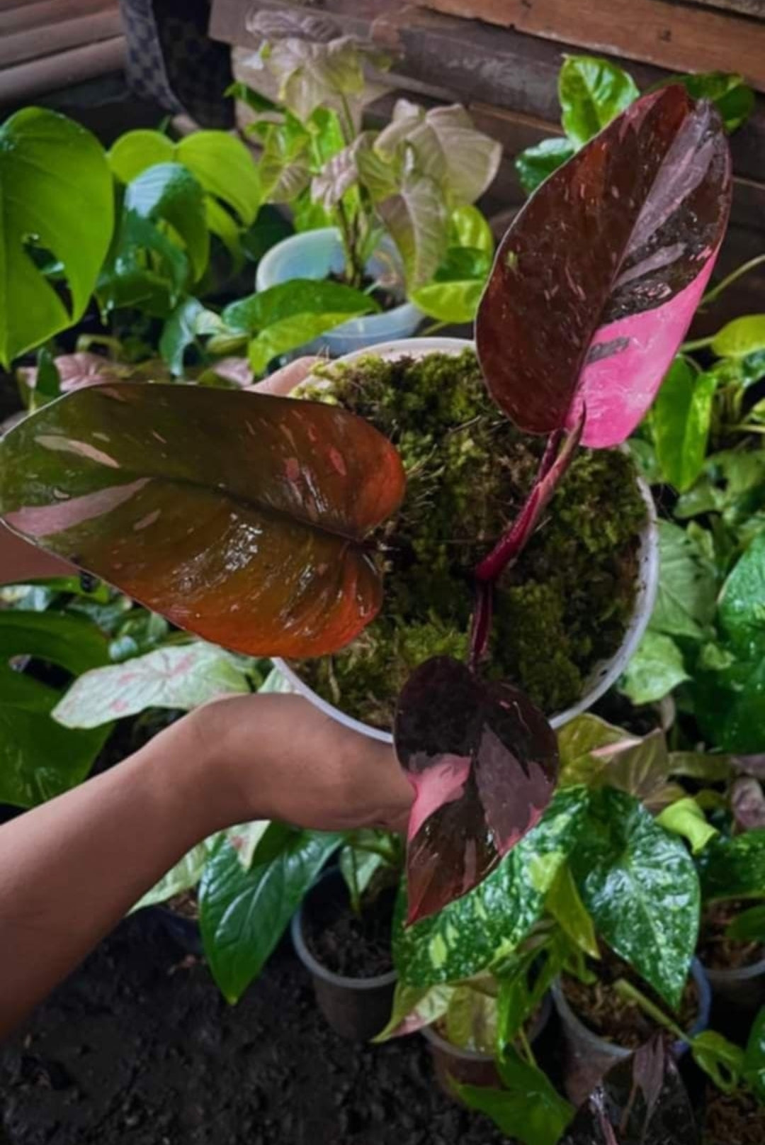 IMPORT- Black Cherry 🍒 Pink Princess Philodendron (No Import Permit Required, We use ours)