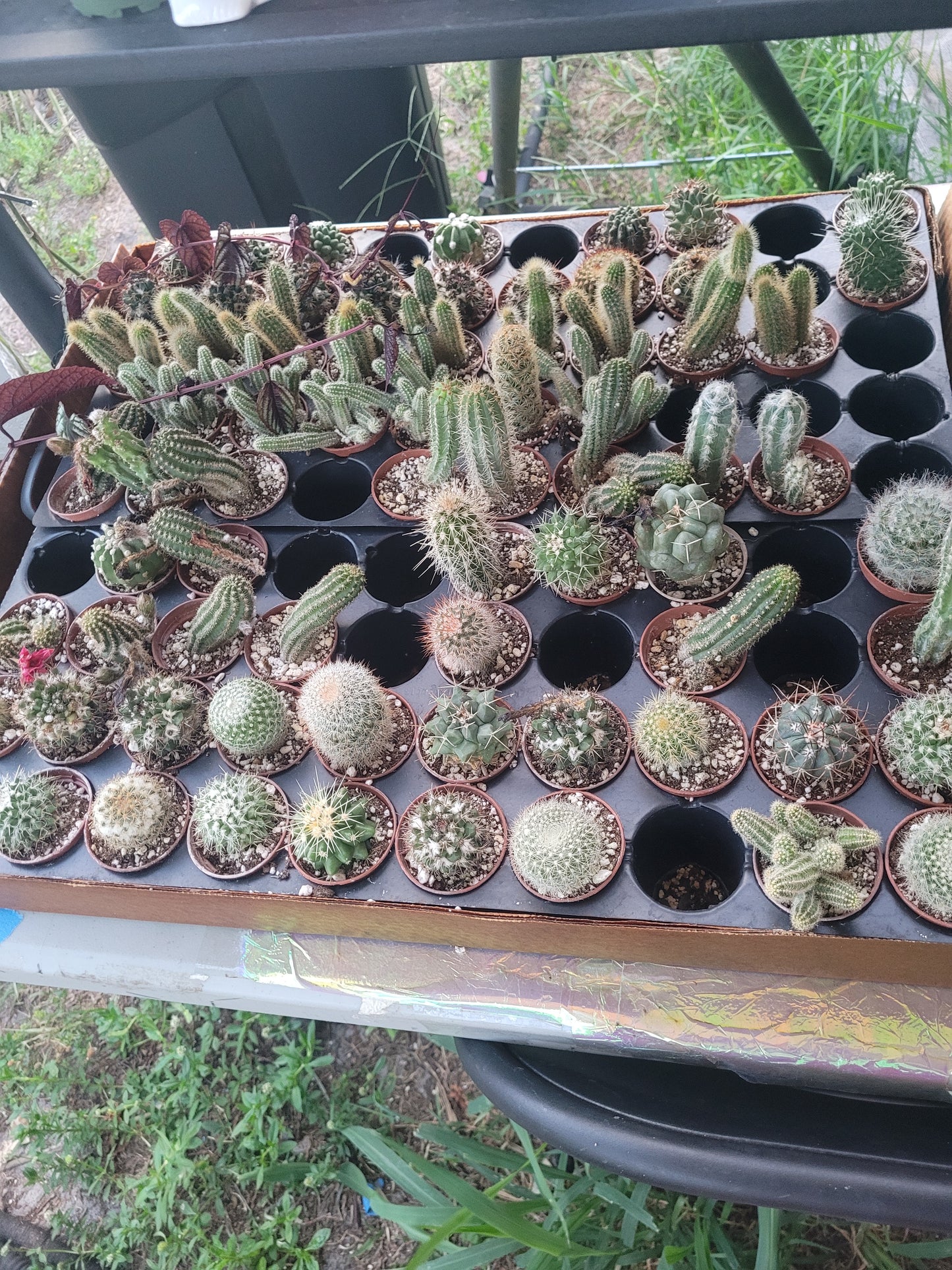 15 Plant Surprise Box- On hand Stock in Florida