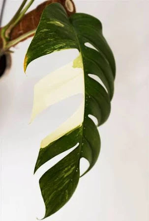 IMPORT- Epipremnum Albo Large Mature Leaves (No Import Permit Required, we use ours for you!)